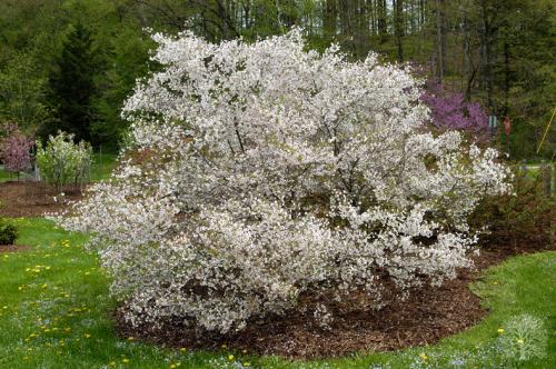 Flowering Tree Collection- Prunus cv. Hally Jolivette 91-211C_PL.jpg